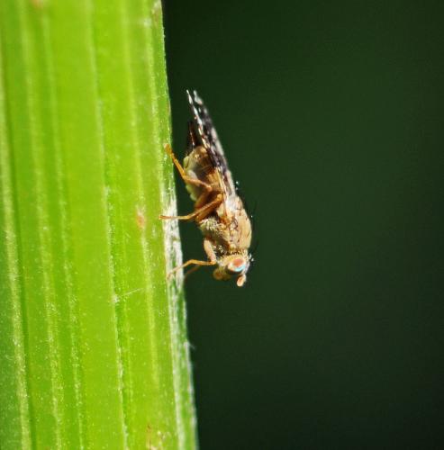 Tephritis conura